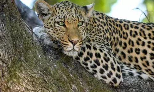 leopard, Tirumala, devotees, TTD