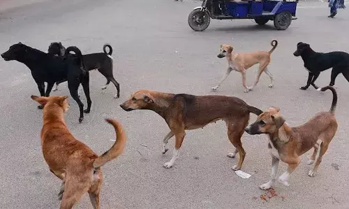 Hyderabad, child died, dog attack