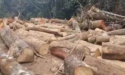 120 చెట్లను నరికివేసిన బీజేపీ ఎంపీ సోదరుడు