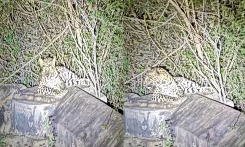 Leopard, riot,  Srisailam, Devotees, panic,