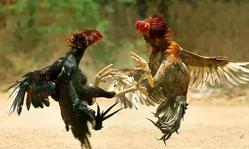 Sankranti, animal protection organisation, cockfighting events