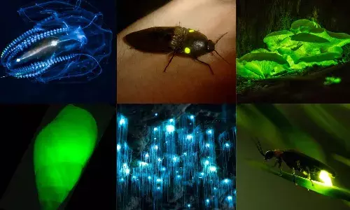 living beings, emit light, Glowworm, Jellyfish