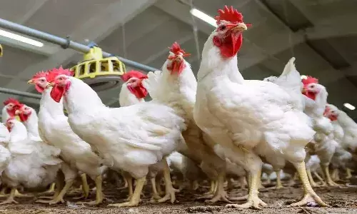Andhra Pradesh, Chicken, Liquor, YSRCP