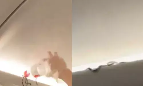 snake,  flying flight, viral video,