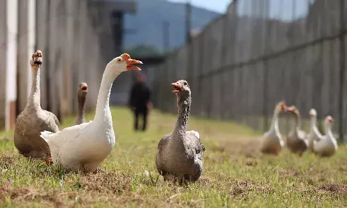 Ducks, guards, prisons,  Santa Catarina, Brazil