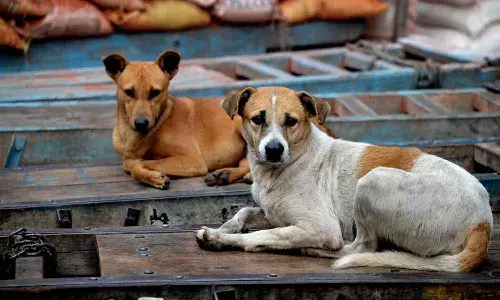 Shamshabad, Hyderabad, Stray dogs