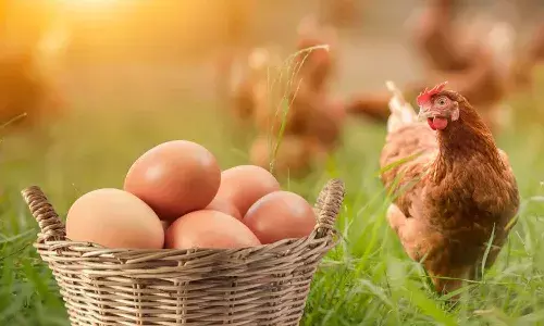 chicken, egg, chicken breed