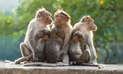 monkey fever, monkey fever symptoms, Health