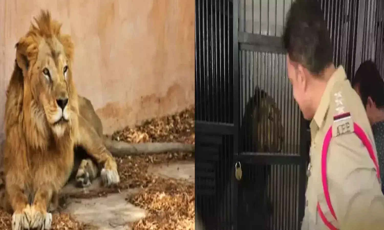 tirupati, zoo park, lion, attack, man died,