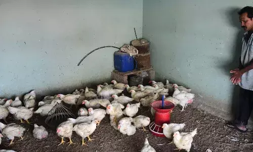 Andhra Pradesh, bird flu,  poultry farms, Veterinary Department