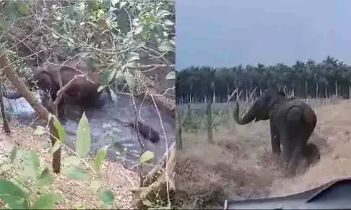 అధికారులకు ధన్యవాదాలు తెలిపిన ఏనుగు