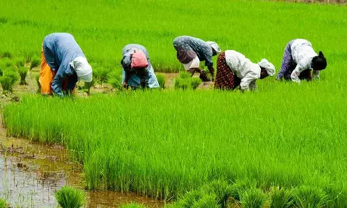 CM YS Jagan, APgovt, input subsidy, farmers