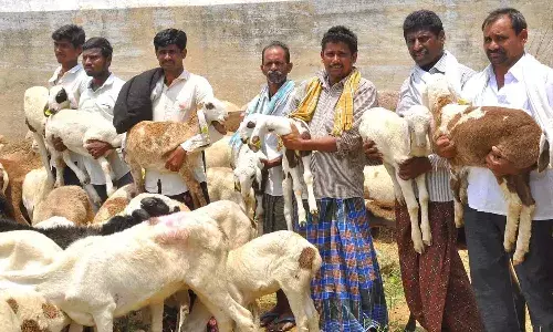 CM Revanth, sheep and fish distribution schemes, Telangana