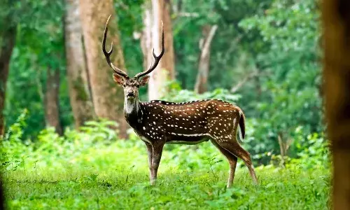 wildlife sanctuaries, Telangana, summer