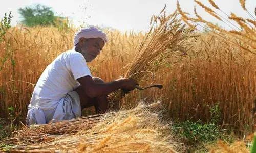 ap government, good news, farmers,  Rabi crops,