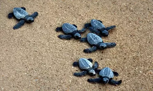Odisha Government, turtles research center, sea turtles, Odisha