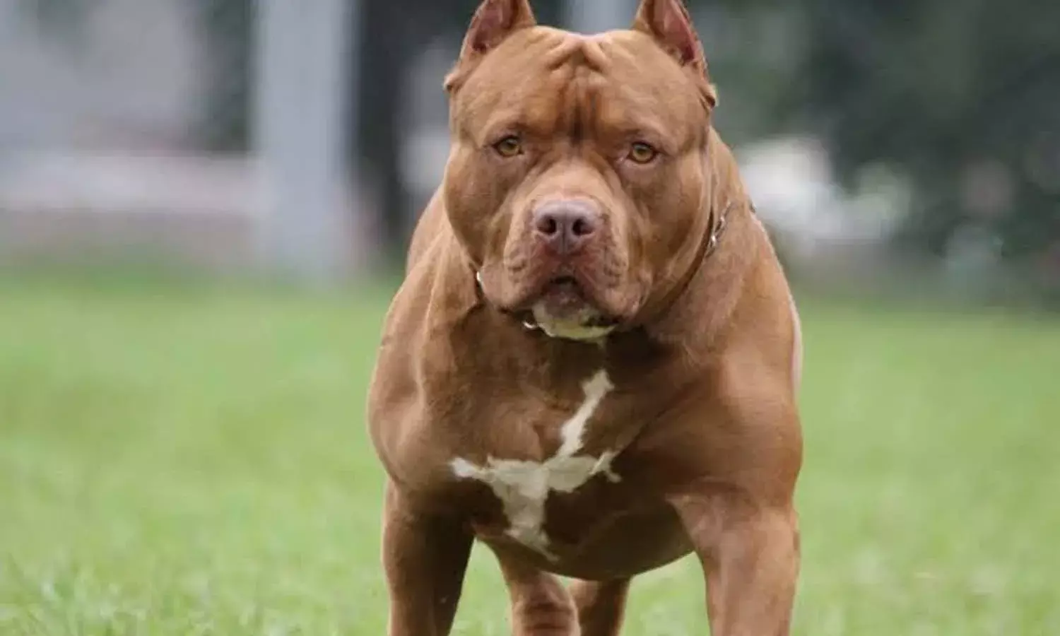 Central Govt, ban, Pitbull, dog breeds, National news