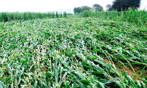 Telangana government, farmers, unseasonal rains, input subsidies