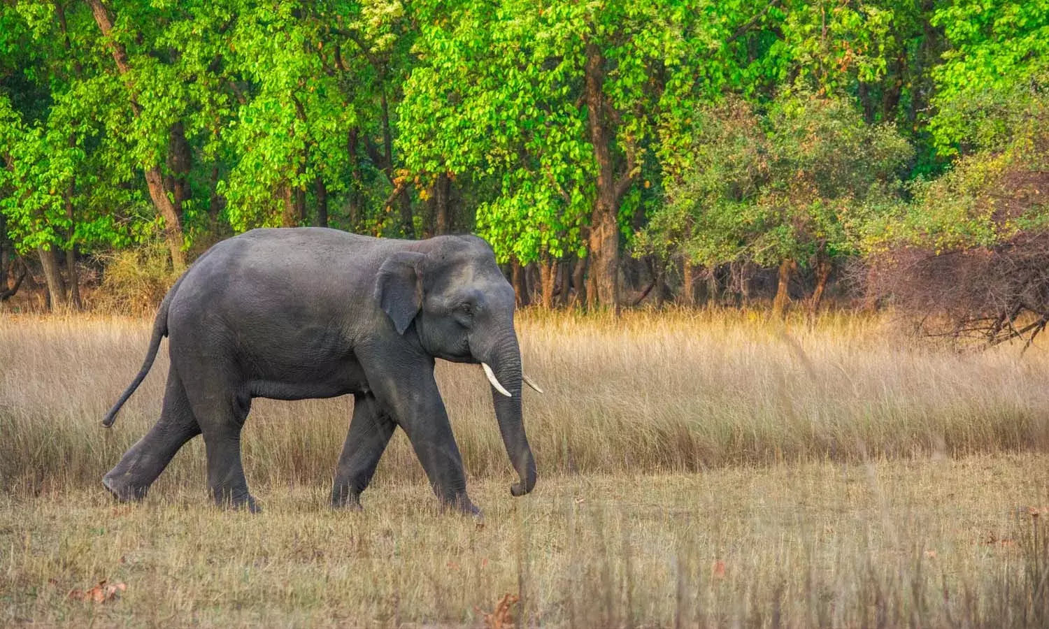 Wild elephant, Telangana, Kumaram Bheem Asifabad district