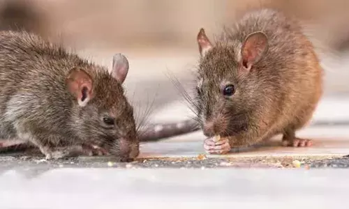 Rats, ganja, bhang,  Jharkhand, Dhanbad