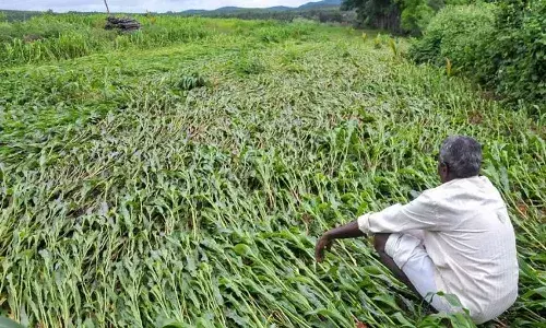 Telangana government, crop loss compensation, farmers, CM Revanthreddy