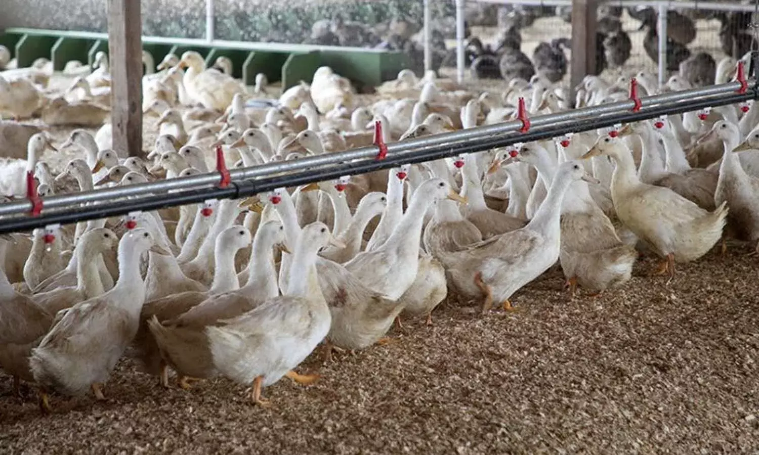 Bird flu, Kerala,  Alappuzha
