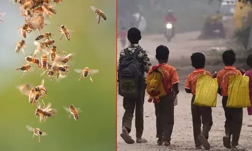 Bee attack, school students, Agra,Uttarpradesh