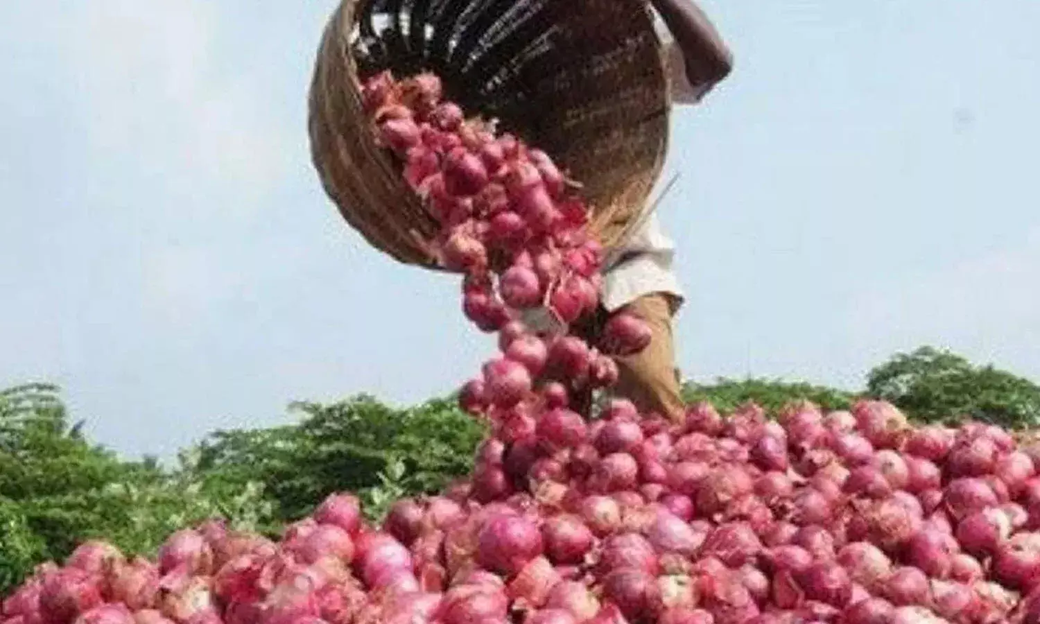 central government,  restrictions,  onion exports,
