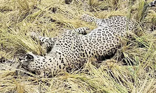 Telangana, Heatwave , leopard, Narayanpet