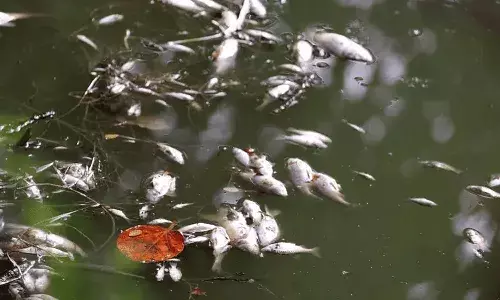 ఎండ దెబ్బ.. చనిపోతున్న వేలాది చేపలు