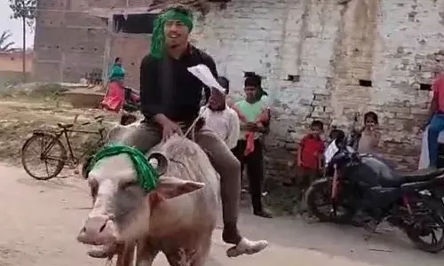 bihar, man,   polling station,  buffalo, viral video,
