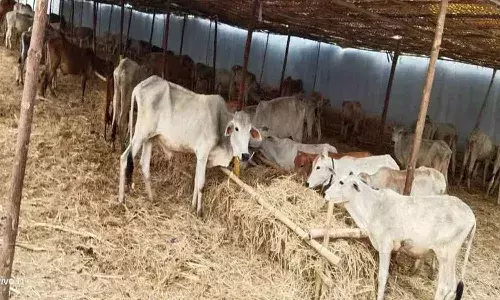 Vemulawada temple, temple authorities, Kodelu, farmers , agriculture