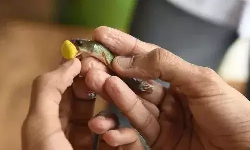 fish prasadam, Hyderabad, June 8th ,