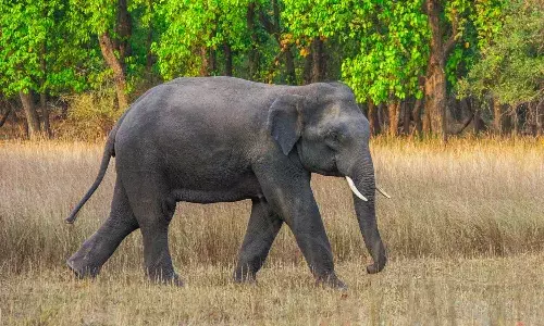 Farmer killed, elephant, Tamil Nadu, Erode,