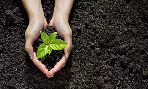 IPL 2024, Playoffs Dot Balls, BCCI, Planting trees