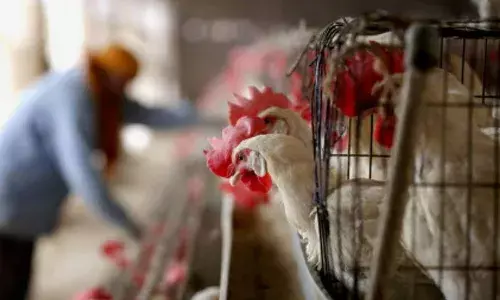 bird flu, central govt, alert,