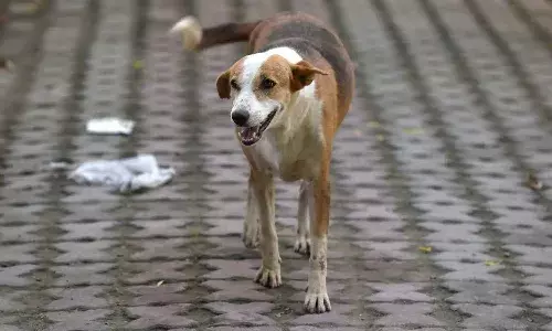 Hyderabad, attack, stray dogs
