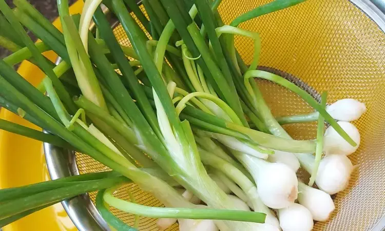 health benefits, onion stalks, Lifestyle