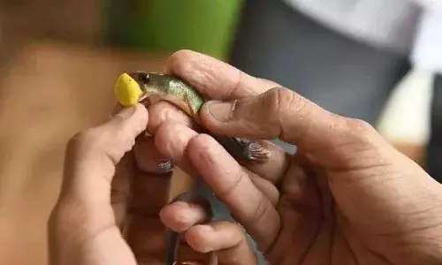 నేటి నుండి చేప ప్రసాదం పంపిణీ.. ఈ విషయాన్ని గుర్తు పెట్టుకోండి