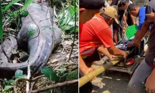 Missing, Indonesian woman, python, international news