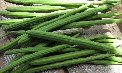 drumstick , medicinal properties, Sambar, Lifestyle