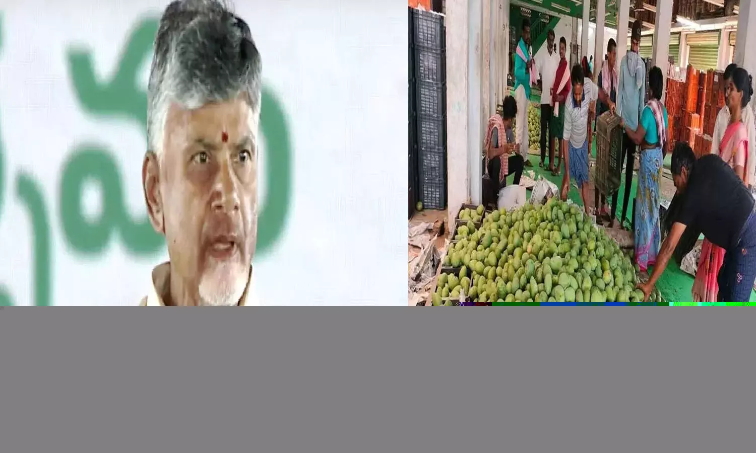 mango farmers, Chittoor, Andhra Pradesh, cm Chandrababu, mango farmers, Chittoor, Andhra Pradesh, cm Chandrababu,
