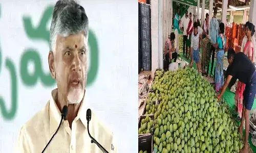 mango farmers, Chittoor, Andhra Pradesh, cm Chandrababu,