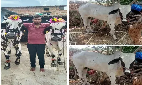 vikarabad, tummalapalli, 3 oxen theft, police case booked ,
