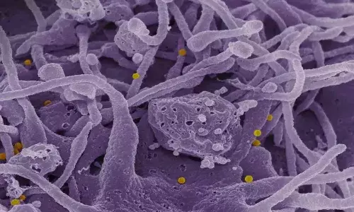 pakistan, congo virus, people panic ,