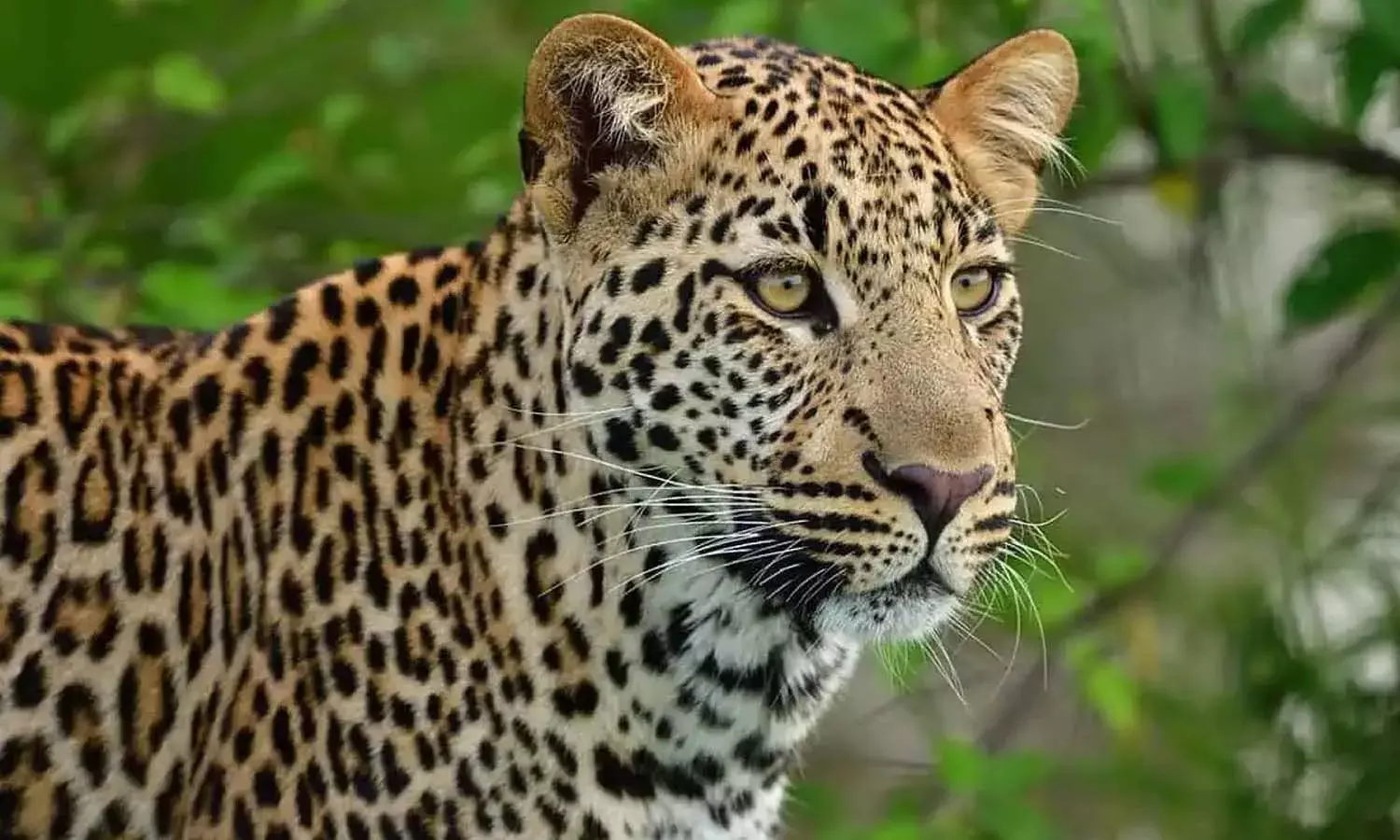 leopard, Hyderabad outskirts, Shamshabad , Forest Department