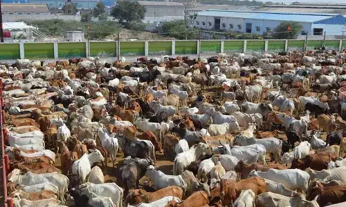 హైదరాబాద్ నగరంలో భారీ వెటర్నరీ ఆసుపత్రి