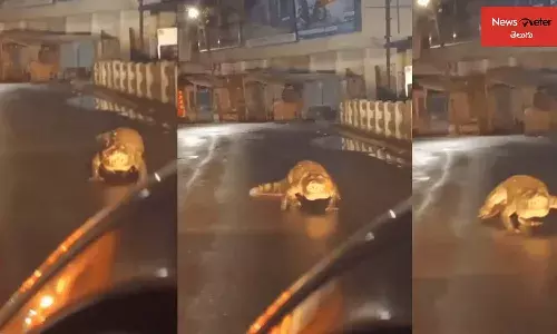 crocodile, Maharashtra, rains, traffic, Chiplun town,  Ratnagiri