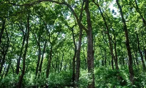 Google Maps, Odisha, students, forest