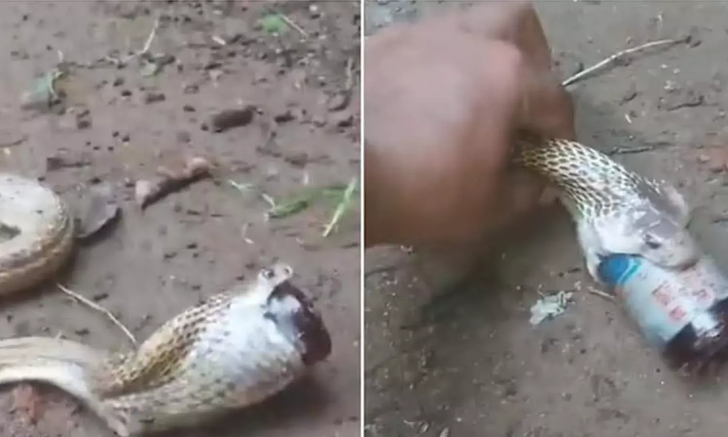Cobra, cough syrup bottle, Viral news, Bhuvanesvar